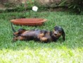/album/galeria-de-fotos/c%c3%a3es%20springers%2005-10-08%20146-jpg/